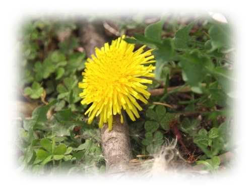 たんぽぽの花