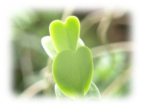 ハートの形の多肉植物１